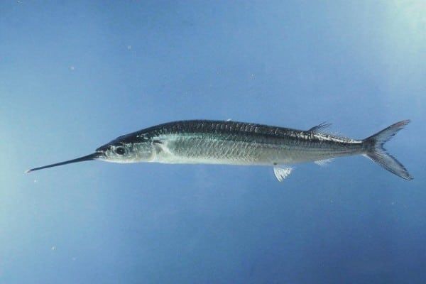 Os presento al halfbeak