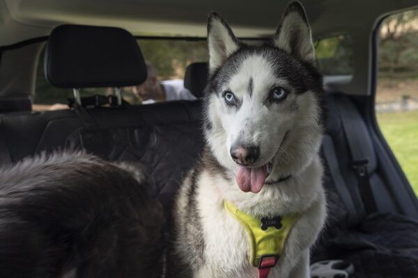 Perro Husky disfrutando del interior adaptado del JAECOO 5 pet-friendly